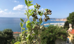 Le Jardin des Antipodes - Za'atar Frais Bio - Botte De 10g