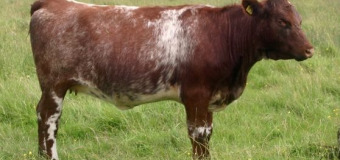 Shorthorn