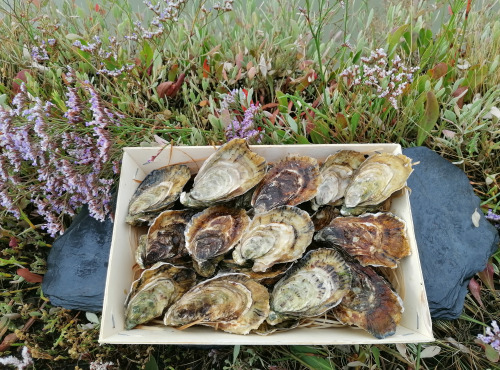 Gambas Impériales de France - Huîtres Fine de Claire Charente Maritime N°2 - 4 douzaines