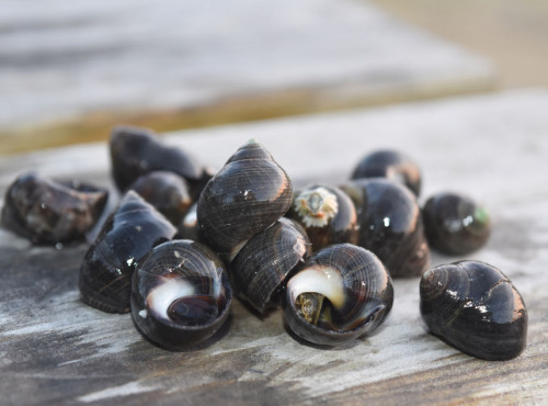 Aux Viviers de Penfoulic - Bigorneaux Jumbo - 1 kg