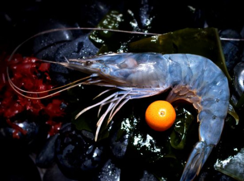 Obsiblue - Gambas bleues de Nouvelle-Calédonie - Gambas Bleues De Nouvelle-calédonie - Calibre 21-30 - 4 x 1kg