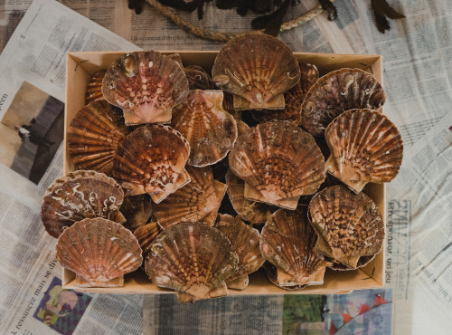 Thalassa Tradition - Coquilles St Jacques vivantes Normandie - 6kg