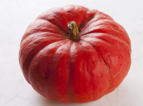 Le Jardin des Gallines - Courge rouge vif d'Etampes