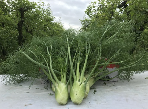 La Boite à Herbes - Mini Fenouil Bio