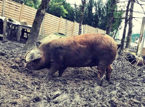 Des Poules et des Vignes à Bourgueil - Pointe De Cochon