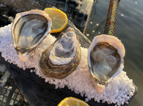 Les Huîtres Aucreterre - Huîtres "Spéciales" PLAISIR IODE n°3 - 2 kg