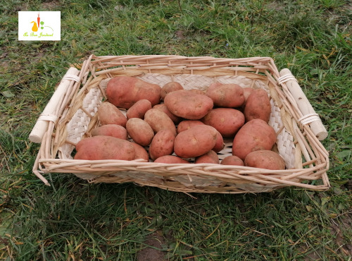 Au bon Jardinet - Pomme De Terre Rouge  Franceline X 1kg