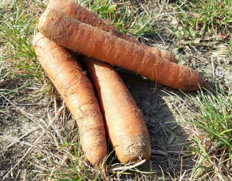 Le Châtaignier - Carottes sable - 5 Kg