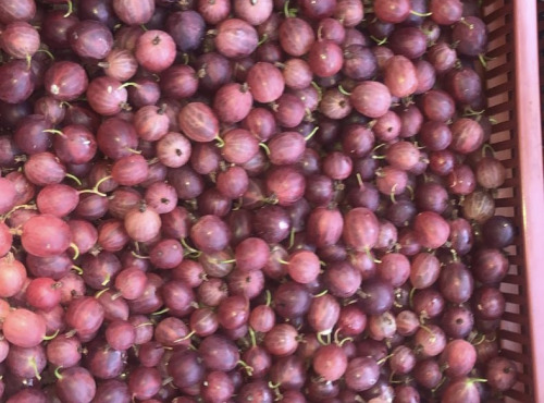 La Ferme des petits fruits - [SURGELÉ] Groseilles à maquereaux BIO - 1KG