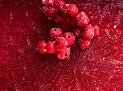 Le Balcon en Forêt - [Surgelé] Purée de groseilles épépinées 1KG