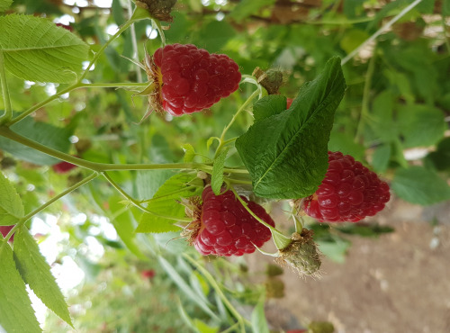 La Fraise de La Baule - Coulis de framboises