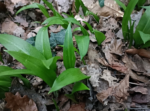 Rébecca les Jolies Fleurs - Herbes fraiches : Ail des ours