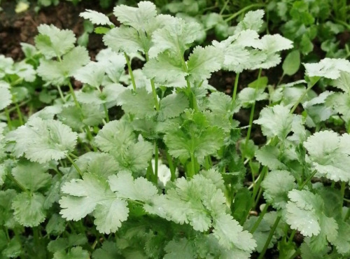 Les Herbes du Roussillon - Coriandre Fraiche - 500g