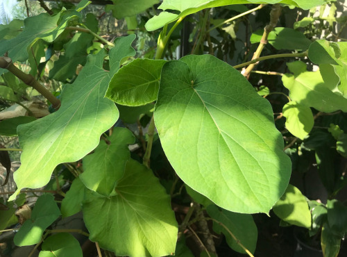 Le Jardin des Antipodes - Feuilles De Poivrier Fraîches