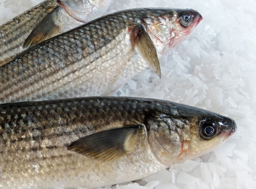 Le Panier à Poissons - Mulet Noir Vidé 900g