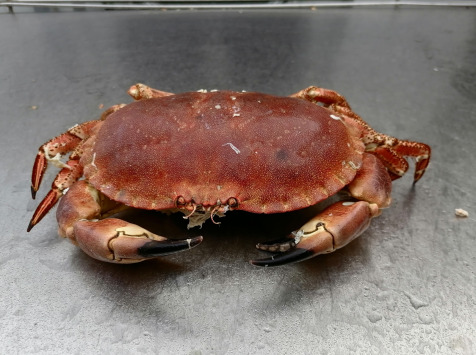 Les Viviers de Porsguen - Tourteaux cuits à l'eau de mer 600g x 3 kg