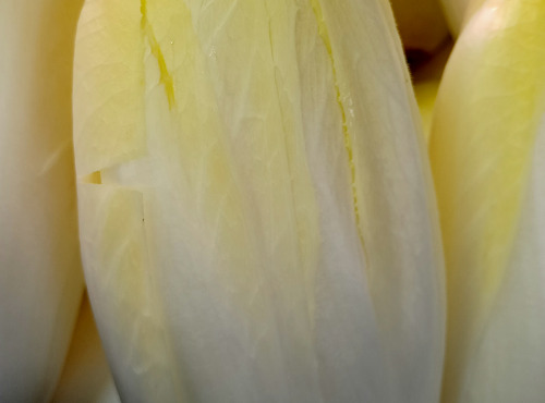 Ferme Joos - Endive - 1kg