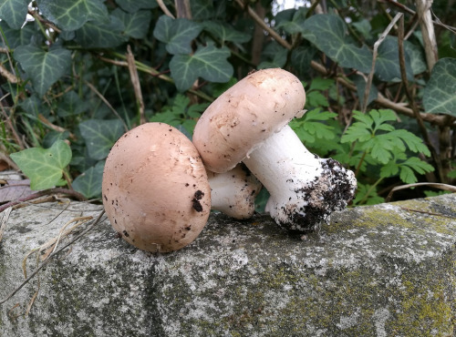 Champignons Bio du Sud Ouest - Champignons de Paris brun Bio – taille moyenne - entiers - 500gr