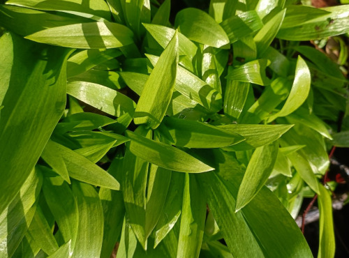 Rébecca les Jolies Fleurs - Herbes fraiches : Ail de ours