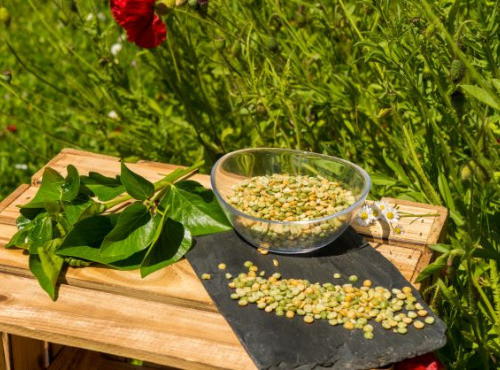 Sa Majesté la Graine - Pois Cassés HVE du Berry - Sac 5 Kg