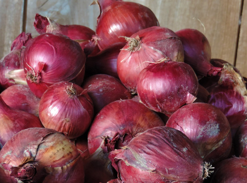 La Ferme du Polder Saint-Michel - Oignons Rouges Bio