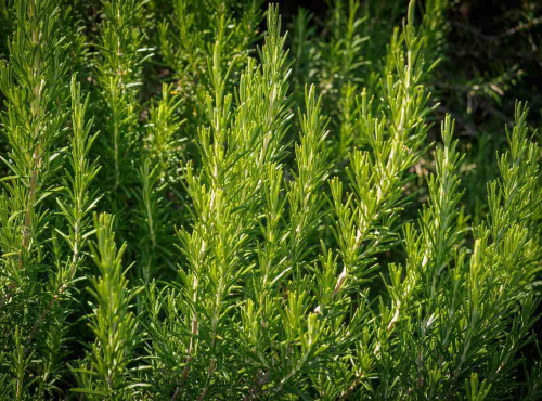 Les Herbes du Roussillon - Romarin Frais