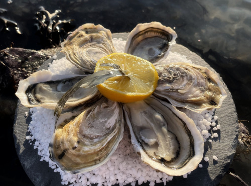 Les Huîtres Aucreterre - Huîtres "Fines de Pleine Mer" n°3 - 1 kg