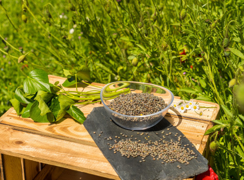 Sa Majesté la Graine - Lentilles vertes Bio de France - sachet 500 g