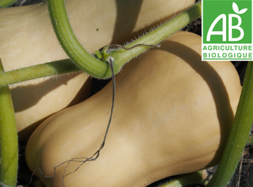 Mon Petit Producteur - Courge Butternut Bio [poids Moyen 1.8 Kg]