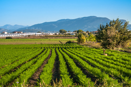 Les Herbes du Roussillon - Aneth Frais