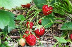 Le Jardin des Gallines - Confiture De Fraises