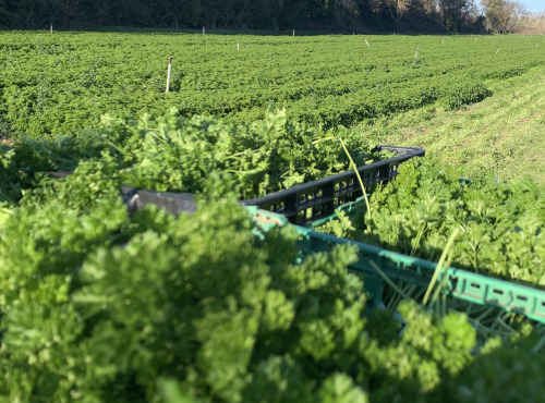 Les Herbes du Roussillon - Persil Frisé Frais