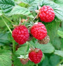 Le Jardin des Gallines - Confiture de Framboise