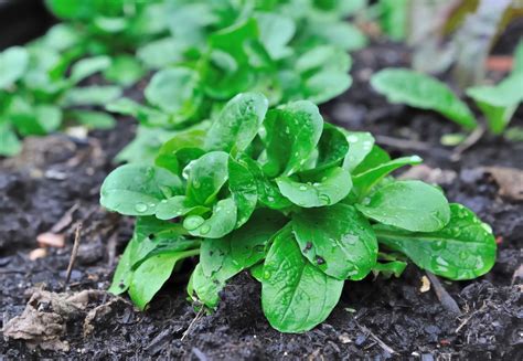 La Boite à Herbes - Mache - 100g