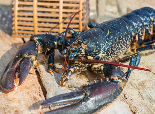 Ô'Poisson - Homard Vivant - Pièce De 400g/600g