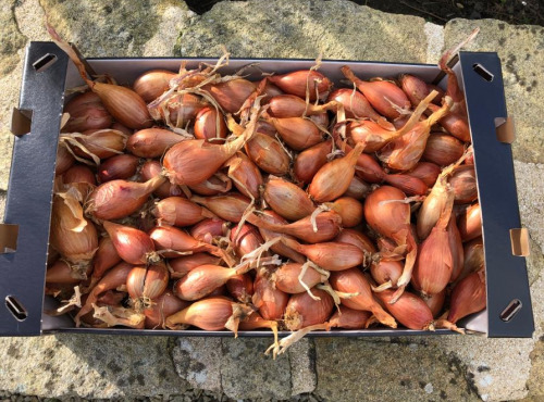 Maison Quéméner - Echalotes Traditionnelles - 2kg