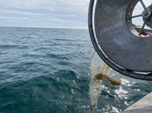 Pêcheur Toni  Micheau - Seiche de Méditerranée lot 5000g vidée