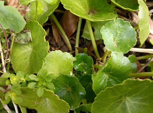 Rébecca les Jolies Fleurs - Herbe fraiche : Nombril de Venus