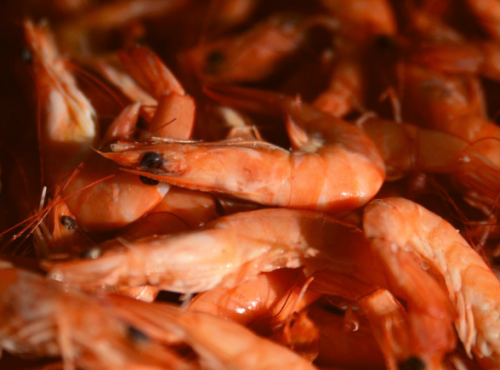 Thalassa Tradition - Crevettes roses 2kg