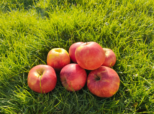 La Brouette d'Alexis - Pommes JONAGOLD 1 kg