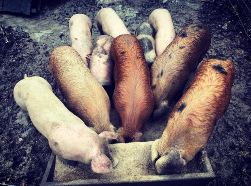 Des Poules et des Vignes à Bourgueil - Côte De Cochon