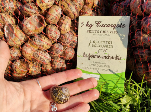 La Ferme Enchantée - (OFFRE PRO) 10kg d'Escargots PETIT GRIS Vifs jeunés Prêt à Cuisiner