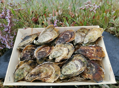 Gambas Impériales de France - Huîtres Spéciales de Claire Charente Maritime N°3 - 3 douzaines