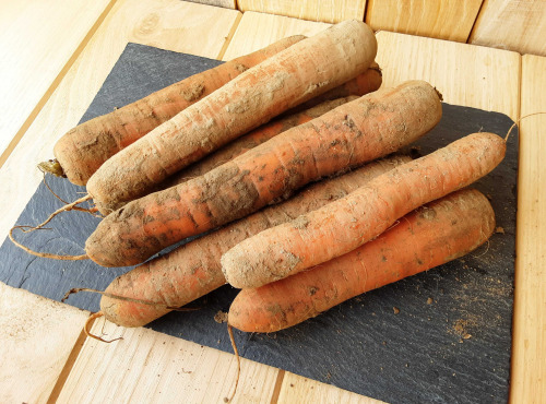 Gourmets de l'Ouest - Carottes de Saint-Malo