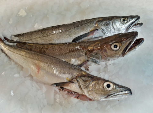 Le Panier à Poissons - Merlu, pièce de 500/700gr