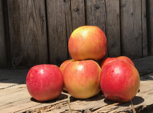 La Boite à Herbes - Pomme bicolore Story bio - 1kg