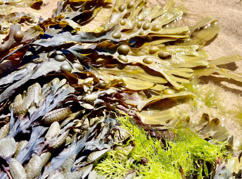 Les Algues de l’Île de Ré - Fucus 330g -  Algues bio déshydratées en paillettes