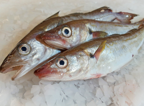 Le Panier à Poissons - Merlan Vidé Lot De 1,2kg - 3/500g Par Pièce