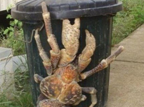 A la Truffe du Périgord - Crabe de cocotier