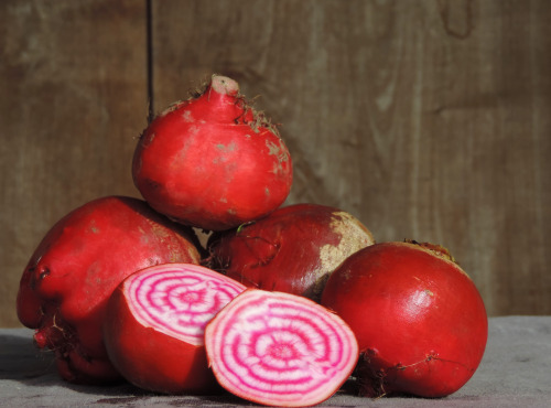 La Ferme du Polder Saint-Michel - Betterave Chioggia Bio